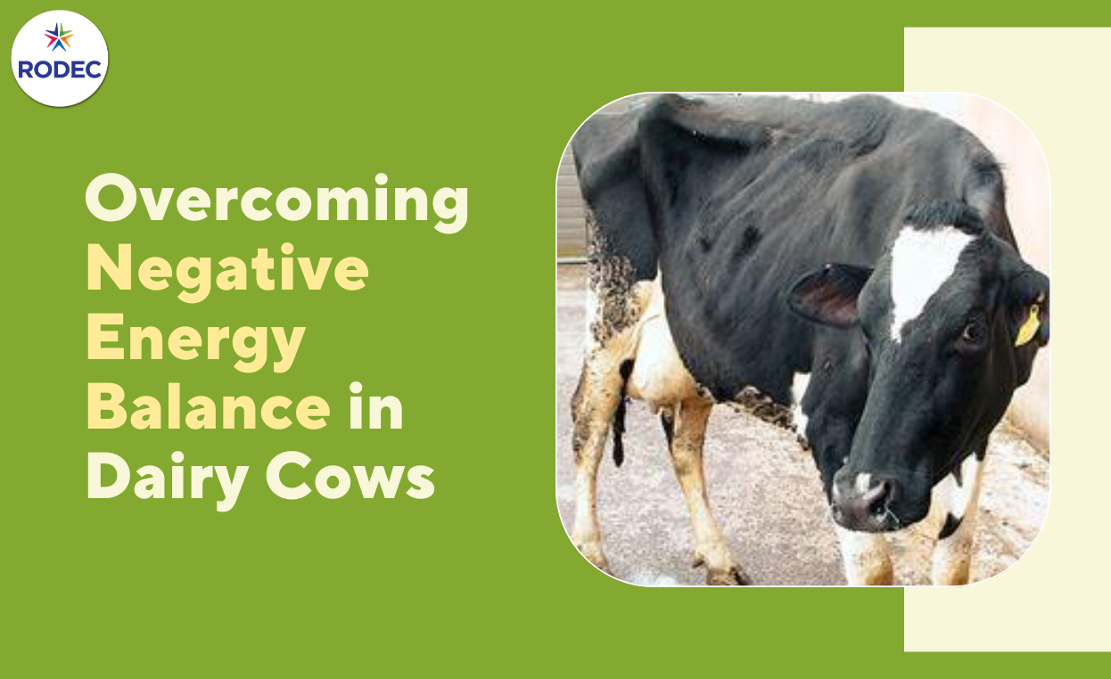 Overcoming Negative Energy Balance in Dairy Cows