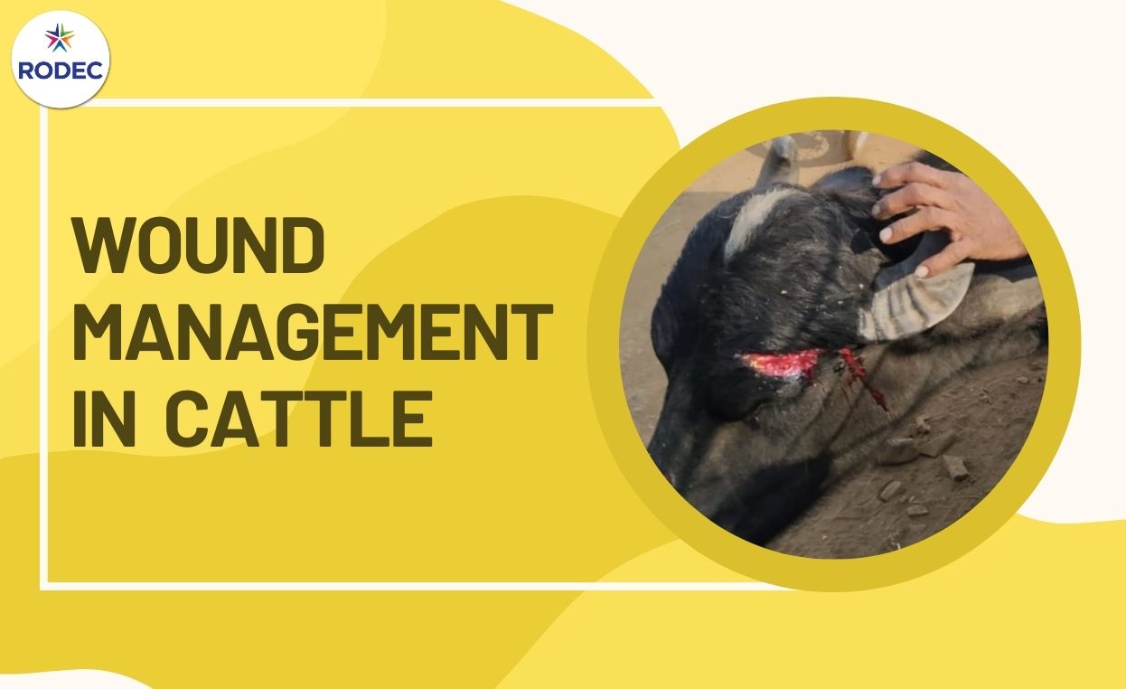 Wound Management in Cattle