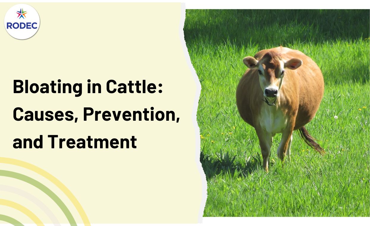 Bloating in Cattle: Causes, Prevention and Treatment